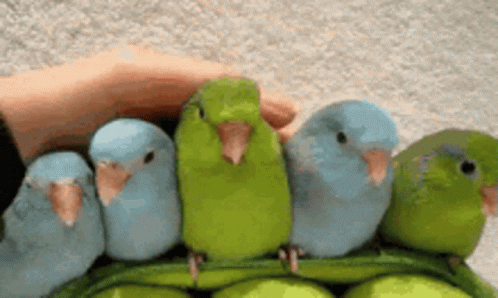 a flock of small green birds sitting on top of each other