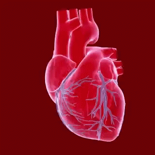 the heart is inside of a 3d computer image