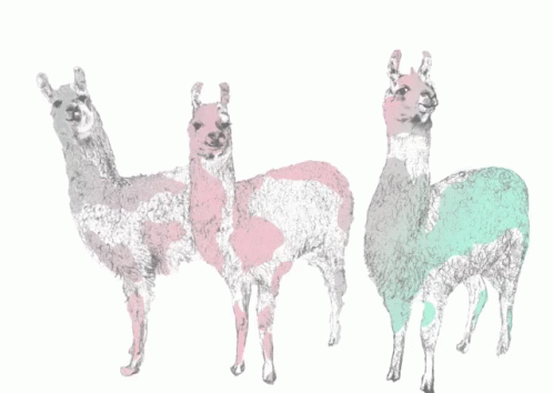 a line of llamas in a line with a white background