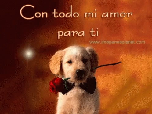 this is a picture of a white dog that says, con tod mi amor para ti
