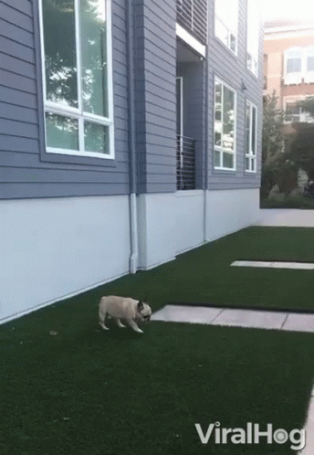 a gray dog is on the grass outside of a house