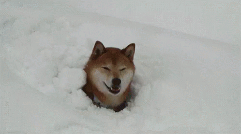a dog is lying down in the snow