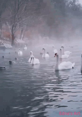 a group of swans on the water surrounded by other birds