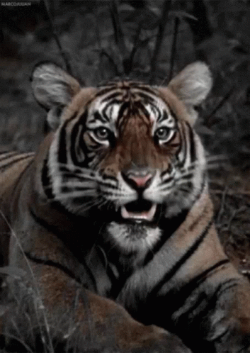 a black and white po of a tiger