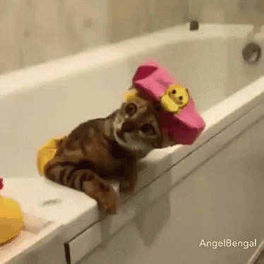 small blue kittens in a bathtub with hats on