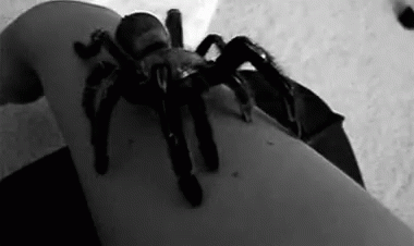 a spider sitting on the leg of someone