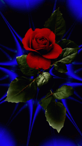 a rose on a dark red background with green leaves