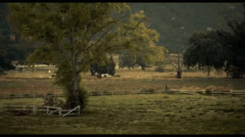 a pasture with trees, and a fence in the background