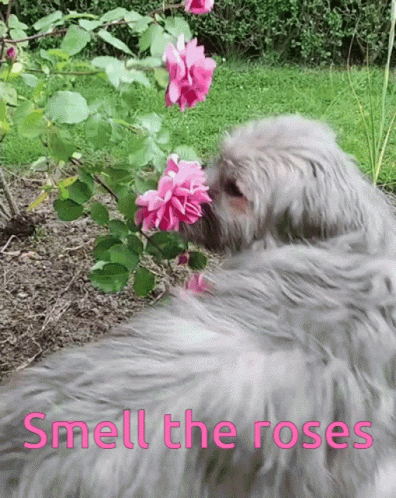 a dog with a flower in its mouth next to a bush