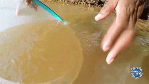 a pair of hands in blue rubber gloves are spraying water into a bowl