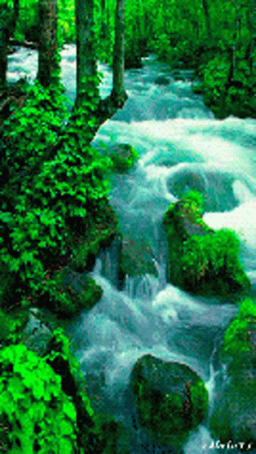 a river that is flowing through a green forest
