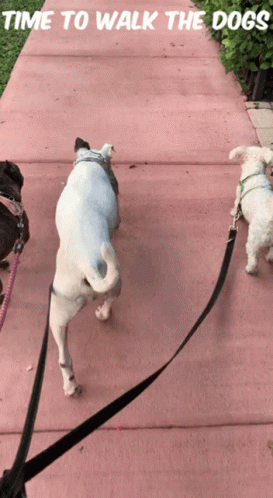 three small white dogs are on a purple leash