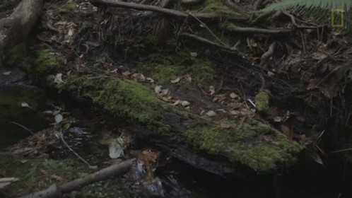 an animal walking through the woods among fallen trees