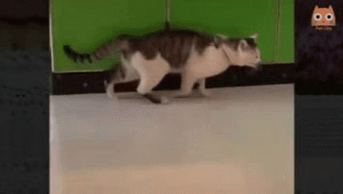 cat walking away from the door way to reach the counter