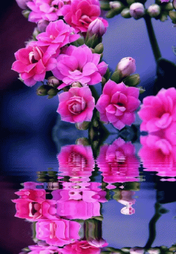 this is an image of some pink flowers