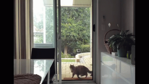 the cat is standing outside of the kitchen door