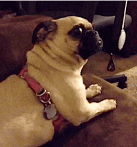 a pug dog sitting on top of a couch cushion