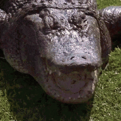 an odd looking crocodile head laying in some grass