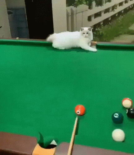 an animal is sitting on a pool table