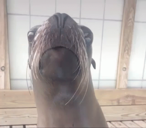 a seal in a caged animal area looks up