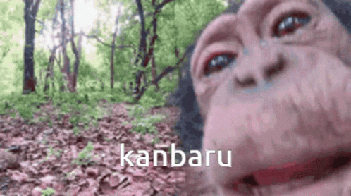 a monkey with eyes wide open and a words kanbaru above it