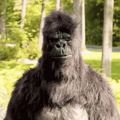 a gorilla stands in the woods with his back to camera