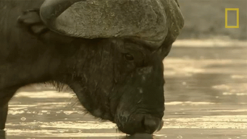 an ox is drinking water from a river