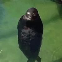 a black seal inside of its habitat in a zoo