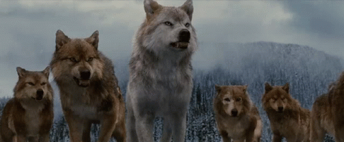 a large gray wolf standing in a field with a group of other white wolfs