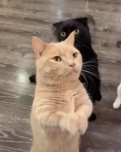two cats standing in front of the camera, one has its mouth wide open
