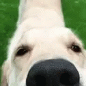a close up view of the nose of a white dog