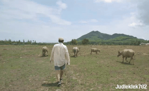man walking on the field while a herd of cattle graze on it