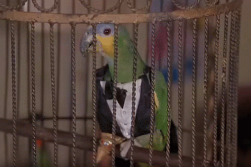 a green and black parrot sitting inside of a cage