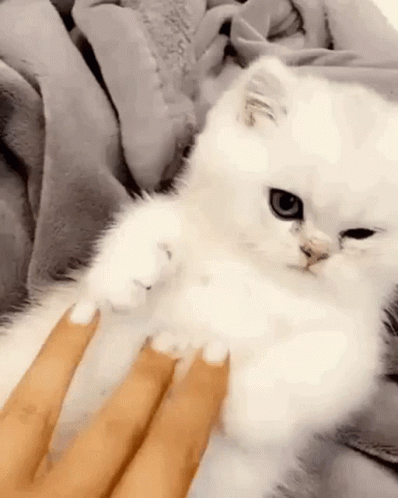 a white kitten with blue teeth playing on blue gloves