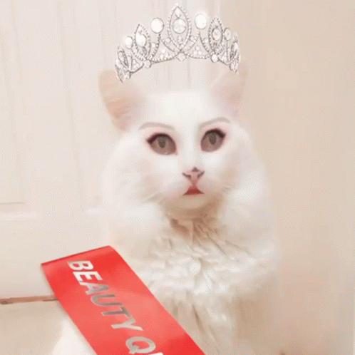 a white cat with a crown on top of its head