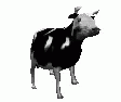 a picture of a cow standing with its head slightly tilted