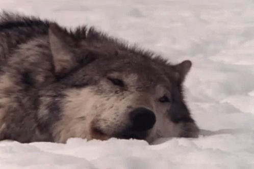 a wolf laying down in the snow and looking at soing
