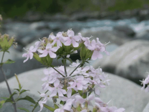 some flowers that are sitting on rocks in the water