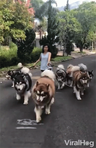 woman on leashed dogs pulling a team of husky