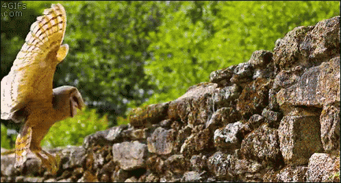 an owl with its wings spread over a rocky ground