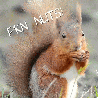 the word fn nuts written on the front cover of a squirrel