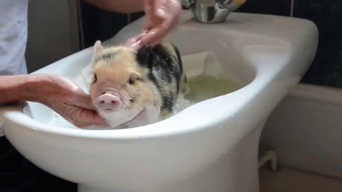 a pig in a sink being washed and put into a bucket