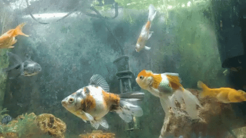 a group of fish swimming in a large aquarium