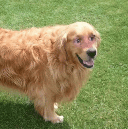a dog that has a blurry image on it's face