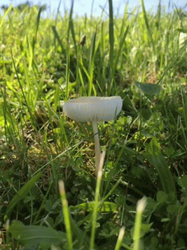 a white flower in the middle of some green grass