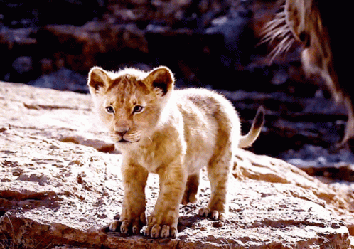 there is a small white lion cub on a rock