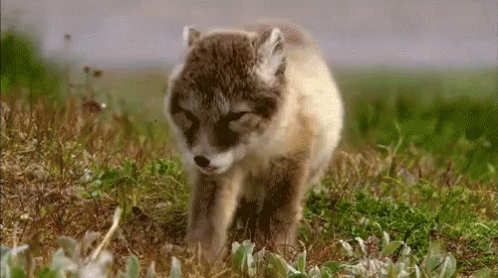 a gray and white puppy walking through a grass covered field