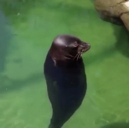 a seal is in the water inside of a tank