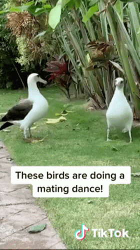 two birds stand on the grass near each other