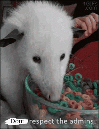 a white mouse eating food out of a bowl